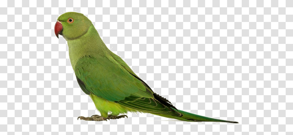 Green Parrot Image Beautiful Dashboards In Tableau, Bird, Animal, Parakeet Transparent Png