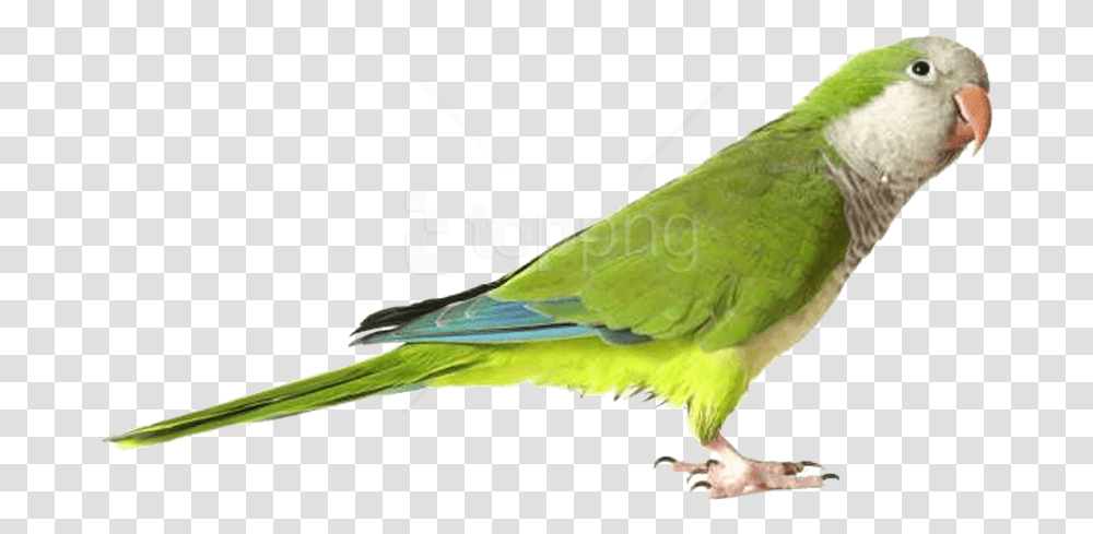 Green Parrot Images Background Green Quaker Parrot, Parakeet, Bird, Animal Transparent Png