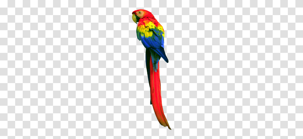 Green Parrot Side Looking, Bird, Animal, Macaw Transparent Png