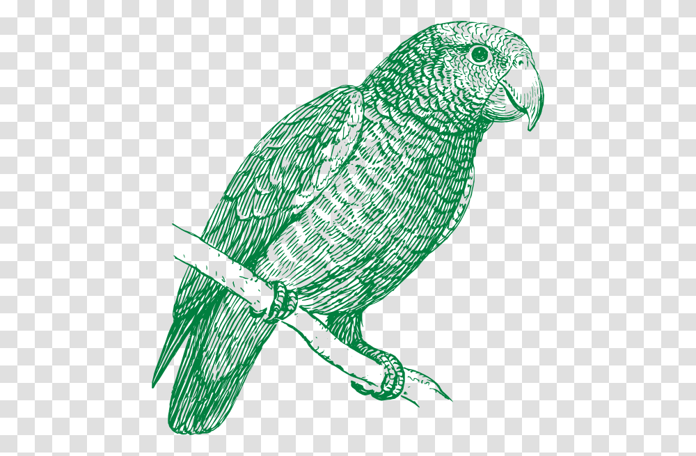 Green Parrot Svg Clip Arts Parakeet Black And White, Bird, Animal, Beak Transparent Png