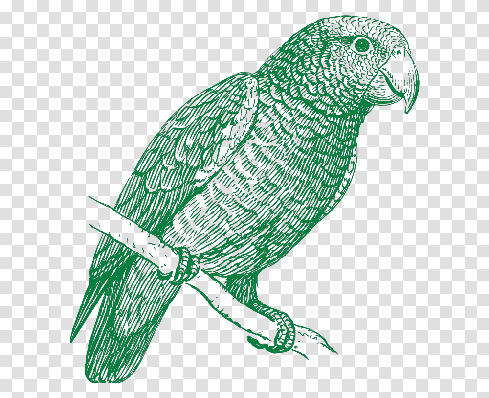 Green Parrot Svg Clip Arts Parrot In Black And White Vector, Bird, Animal, Blackbird, Agelaius Transparent Png