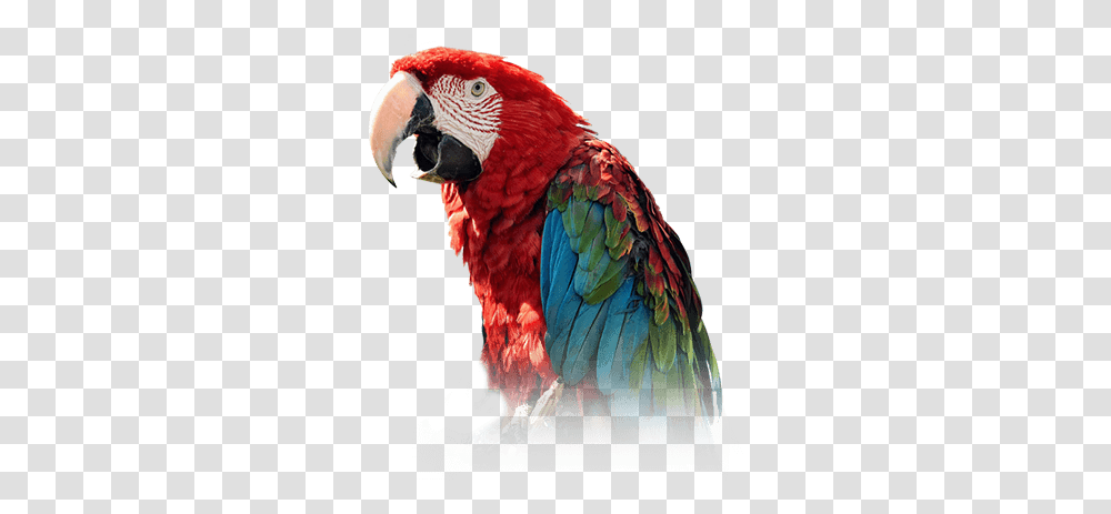 Green Parrots, Macaw, Bird, Animal, Chicken Transparent Png