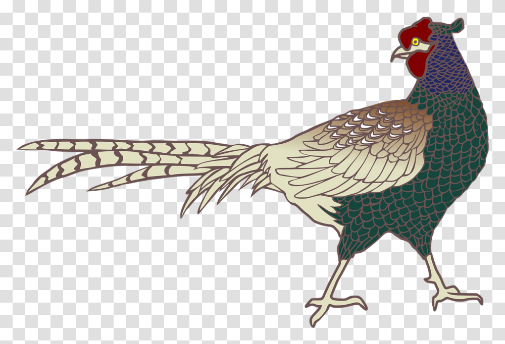 Green Pheasant Bird, Animal, Vulture, Fowl, Flying Transparent Png