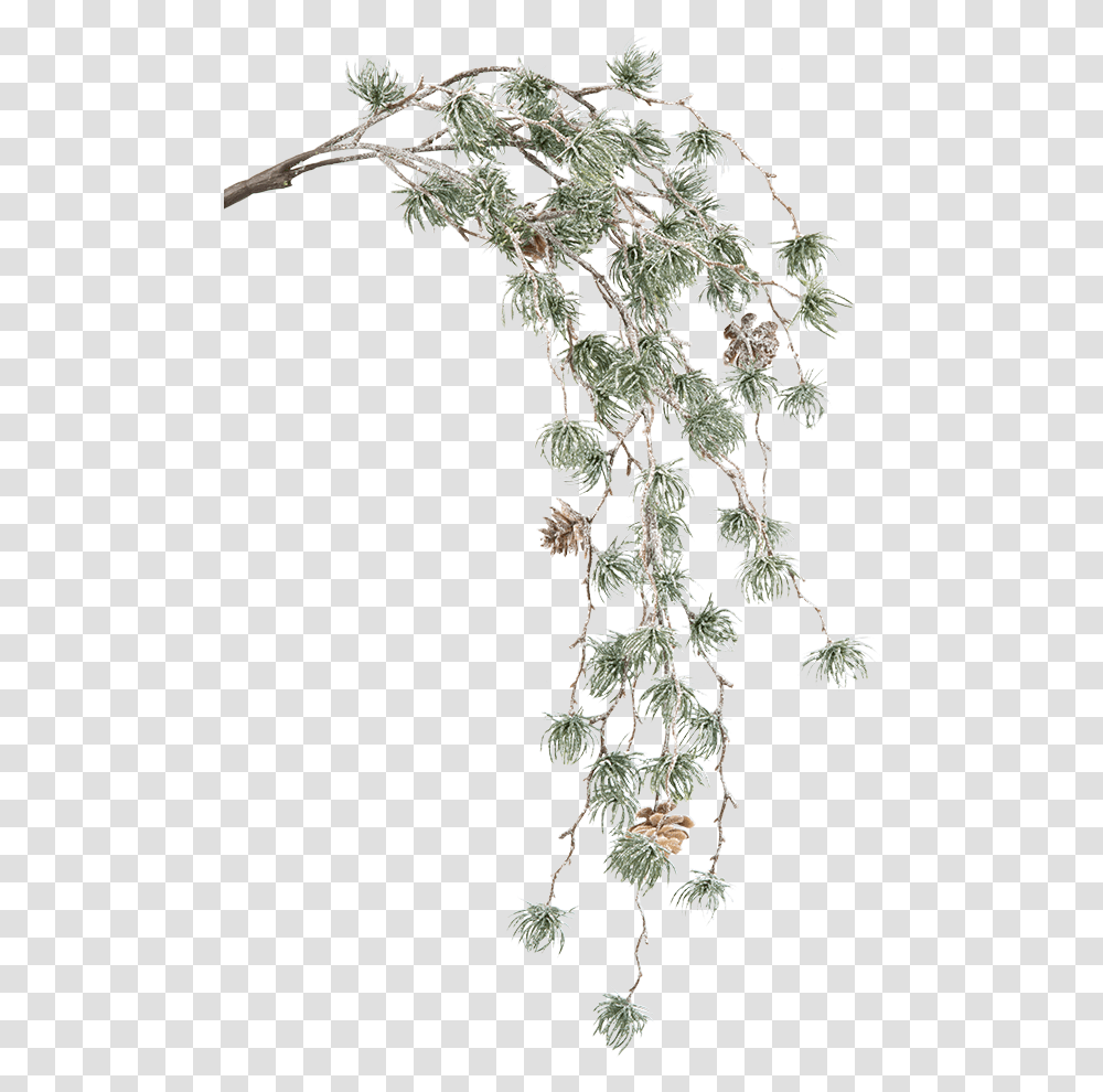 Green Pine Branch With Cones Casuarina, Tree, Plant, Conifer, Vegetation Transparent Png