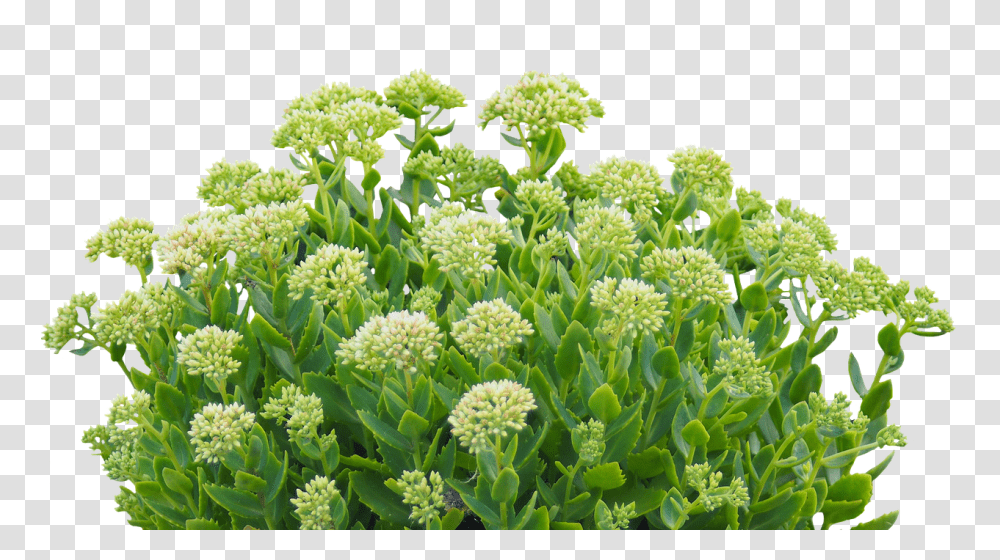 Green Plant Nature, Apiaceae, Flower, Blossom Transparent Png