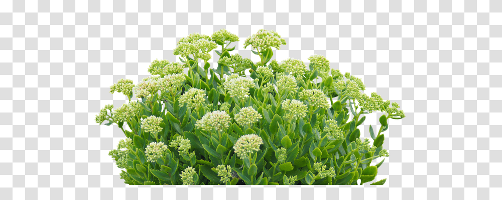 Green Plant Nature, Flower, Blossom, Apiaceae Transparent Png