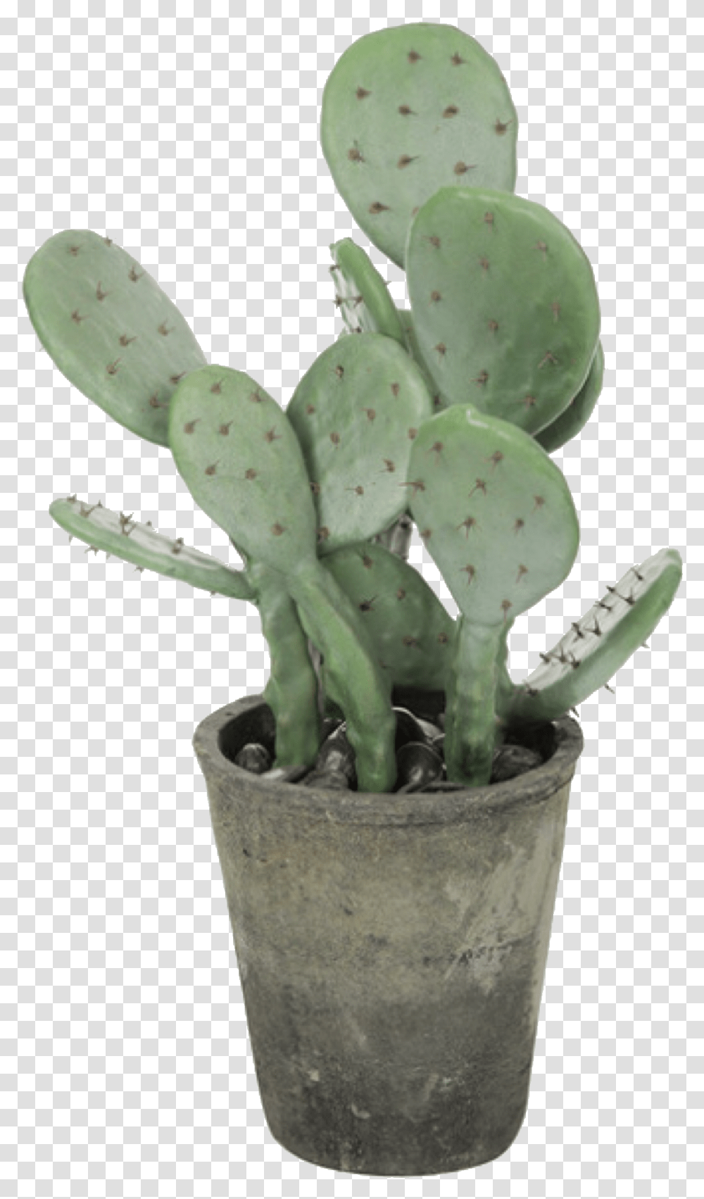 Green Plant Aesthetic Plant, Cactus, Fungus Transparent Png