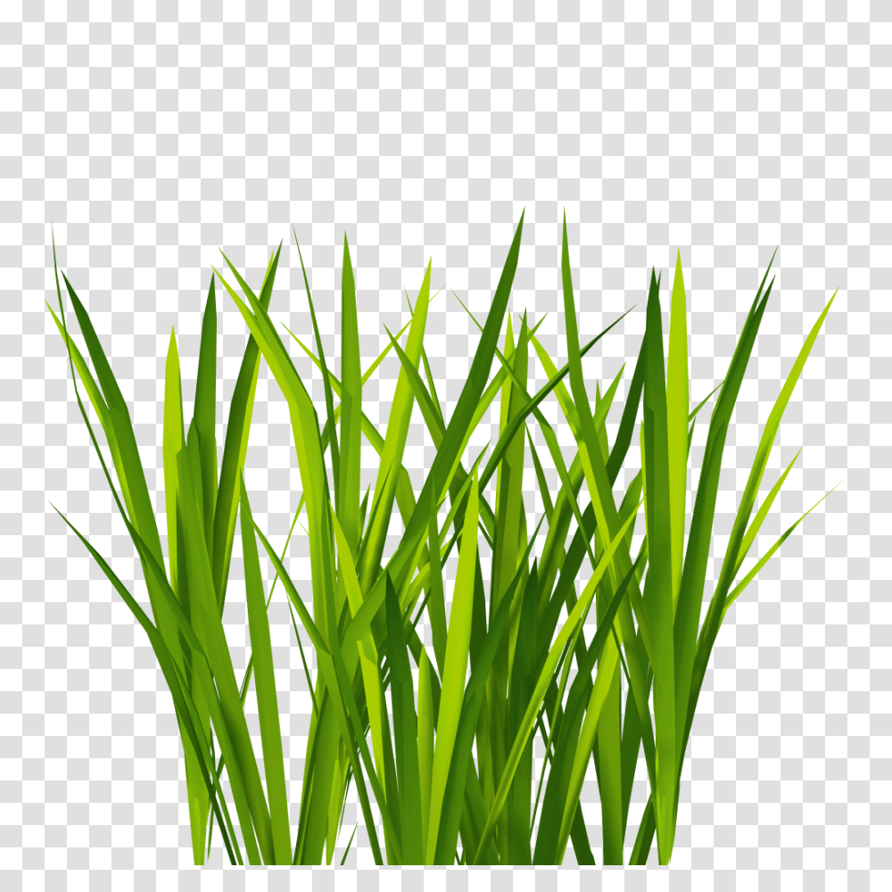 Green, Plant, Grass, Lawn Transparent Png