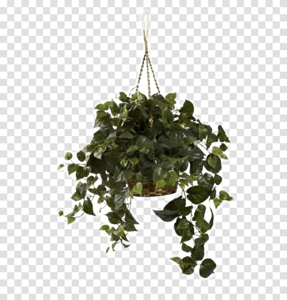 Green Plant Hanging Plant Background, Tree, Leaf, Oak, Potted Plant Transparent Png