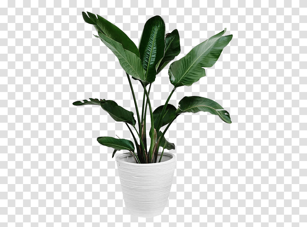 Green Plant, Leaf, Tree, Palm Tree, Arecaceae Transparent Png