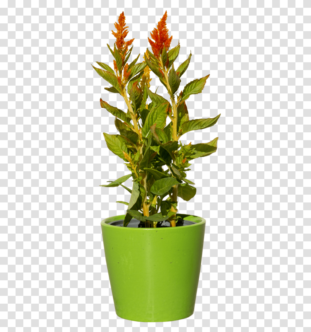 Green Plant With Red Flower Plant, Potted Plant, Vase, Jar, Pottery Transparent Png