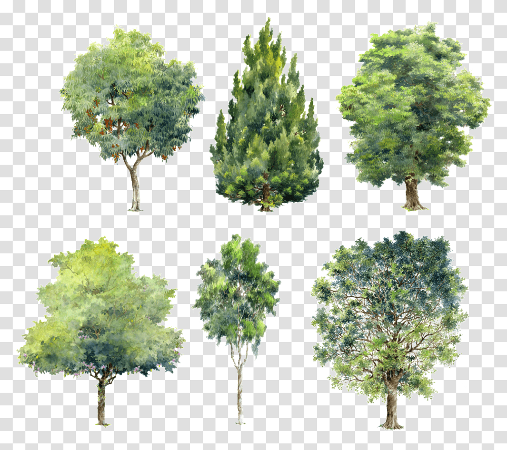 Green Plants Beautiful Hand Painted Painted Tree Brush Photoshop, Vegetation, Conifer, Bush, Pine Transparent Png
