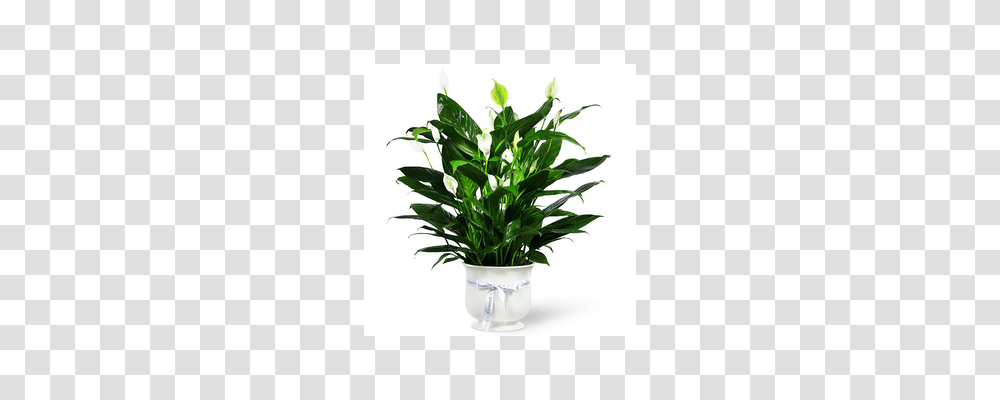 Green Plants Delivery Glenside Pa, Flower, Blossom, Leaf, Flower Arrangement Transparent Png