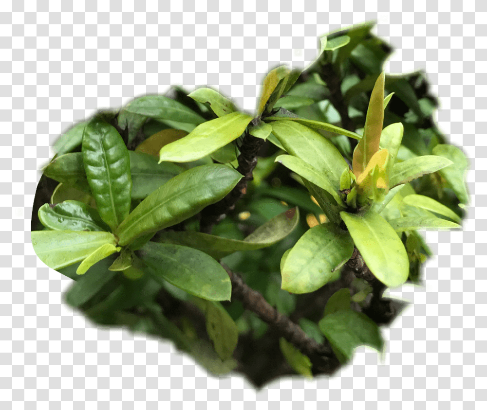 Green Plants Texture Freetoedit Sageretia Theezans, Leaf, Acanthaceae, Flower, Tree Transparent Png