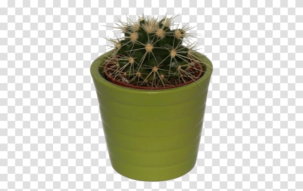 Green Pngs Greenpngs Moodboard Cactus Plant, Pot Transparent Png