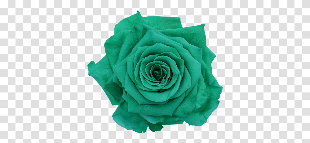 Green Preserved Ecuamia Flowers Garden Roses, Plant, Blossom, Paper, Accessories Transparent Png