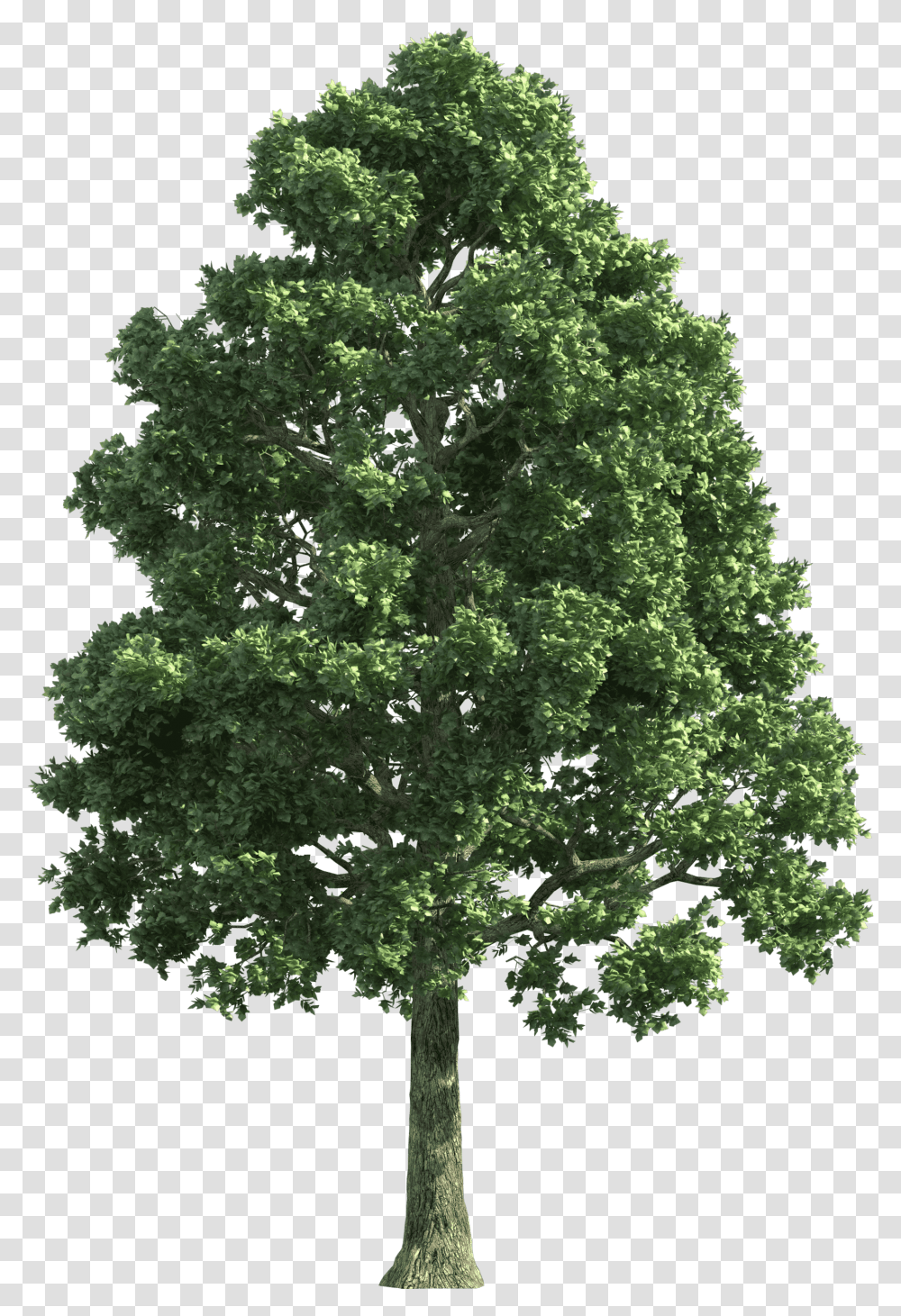 Green Realistic Tree Clip Art Animated Tree Gif, Plant, Maple, Oak, Leaf Transparent Png