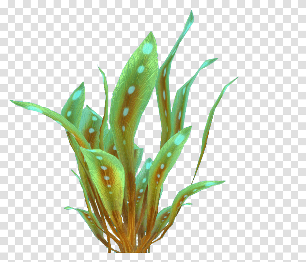 Green Reeds Flora Plants, Seaweed, Leaf Transparent Png