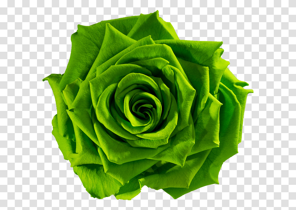 Green Rose 2 Image Green Rose, Flower, Plant, Blossom, Pattern Transparent Png