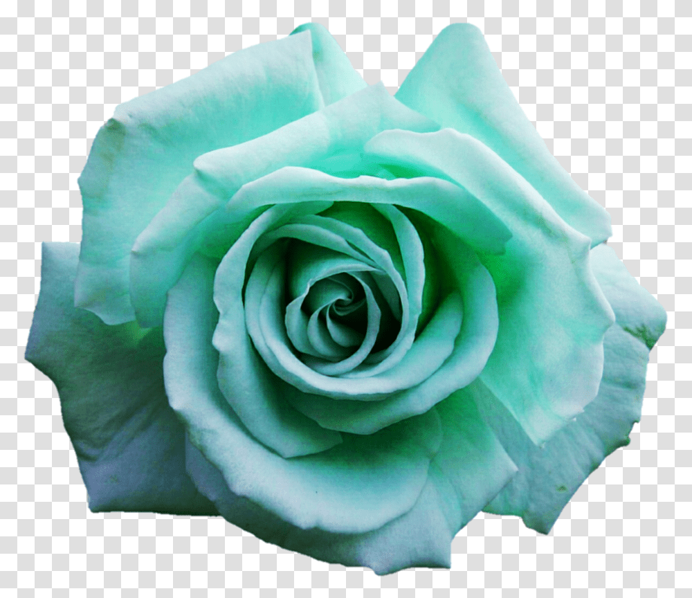 Green Rose Clipart Turquoise Flower, Plant, Blossom, Petal Transparent Png