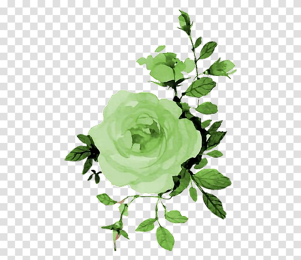 Green Rose Rosa Flowers Flores Watwecolor Lovewatercolors Hello September Wallpaper Iphone, Leaf, Plant Transparent Png