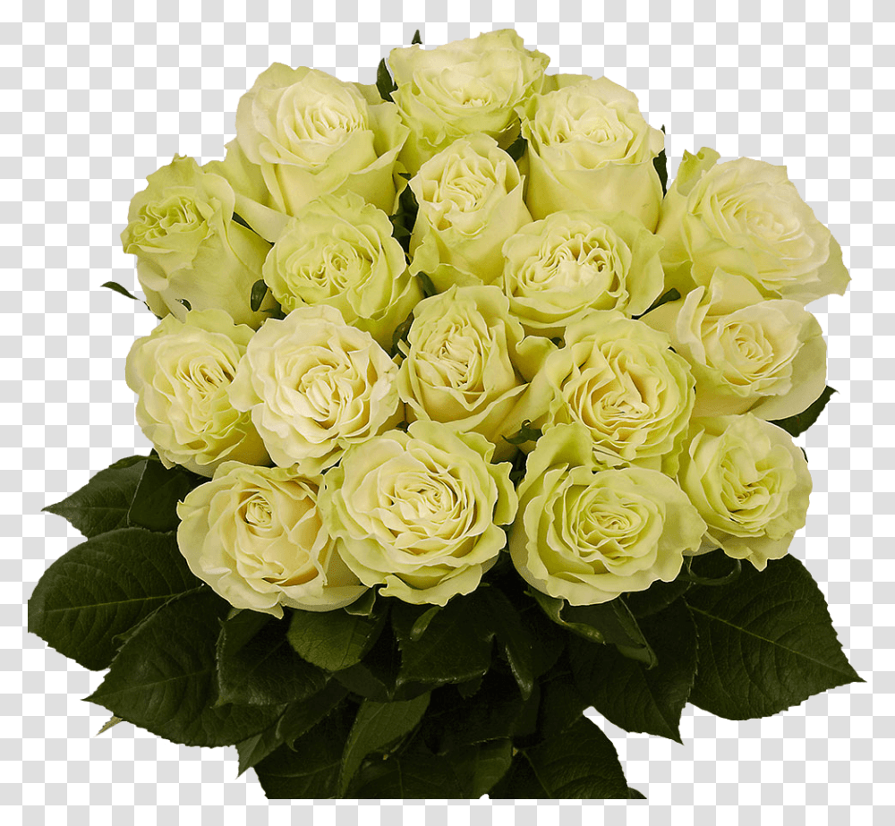 Green Roses Next Day Roses Delivery Floribunda, Flower, Plant Transparent Png