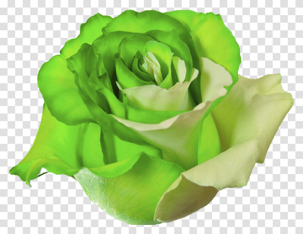 Green Roses & Clipart Free Download Ywd Flower Rose Green, Plant, Blossom Transparent Png