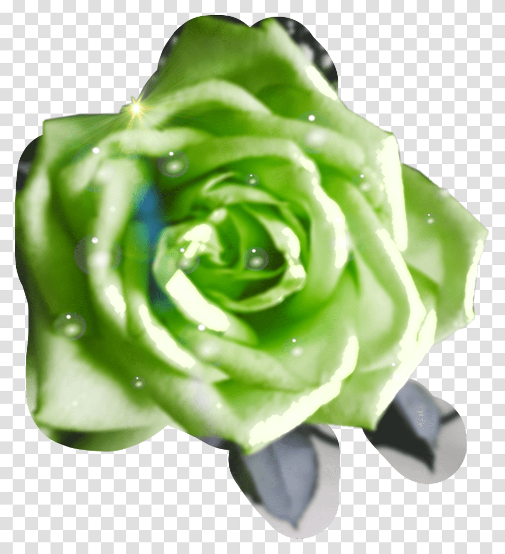 Green Roses Waterdrops Aftertherain Garden Roses, Flower, Plant, Blossom, Jade Transparent Png