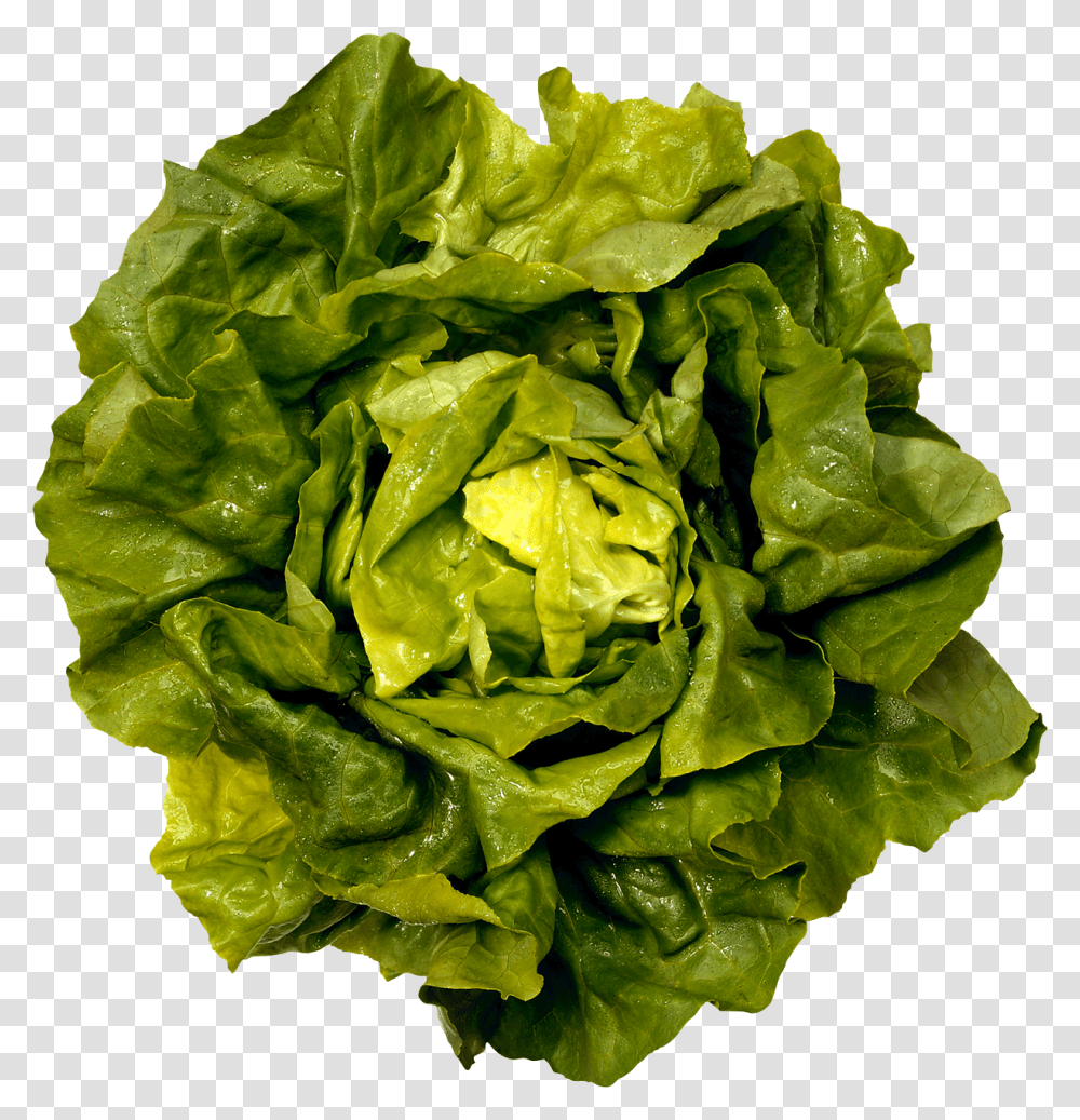 Green Salad Image Boston Butter Lettuce, Plant, Vegetable, Food, Rose Transparent Png