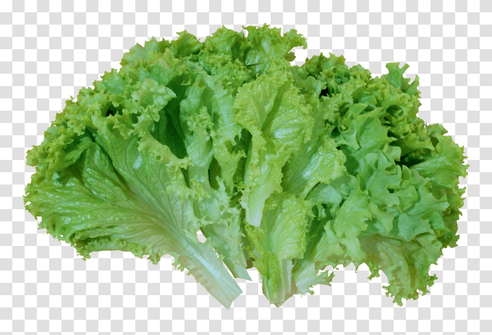 Green Salad Lettuce Picture Lettuce, Plant, Vegetable, Food Transparent Png