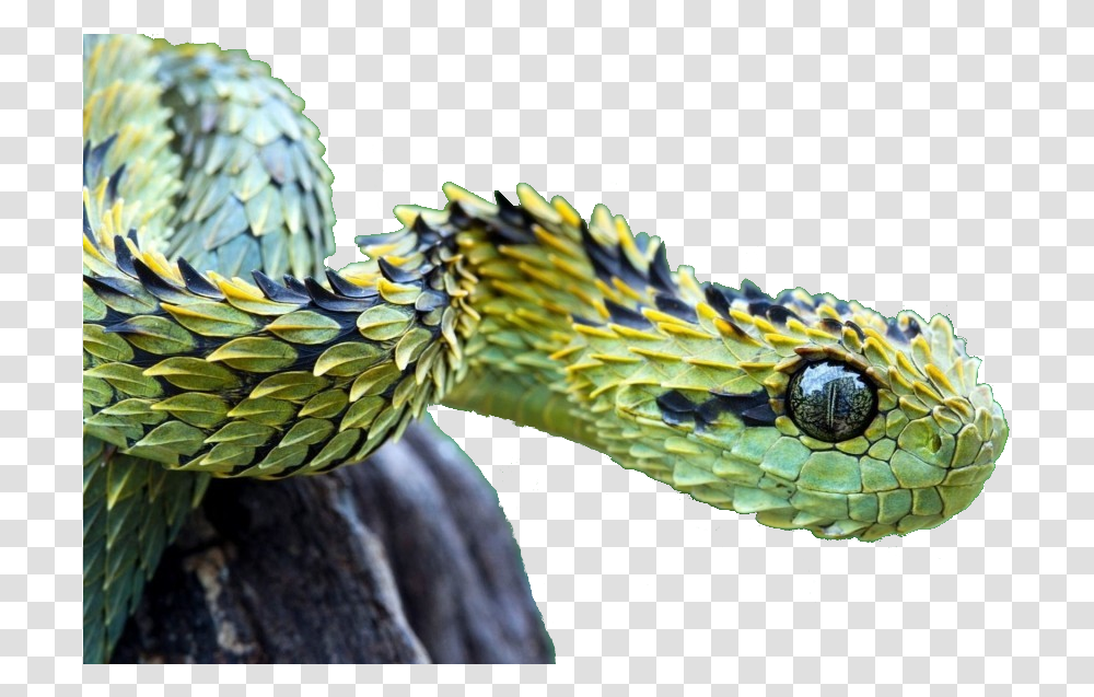 Green Saw Scaled Viper, Reptile, Animal, Snake, Green Snake Transparent Png