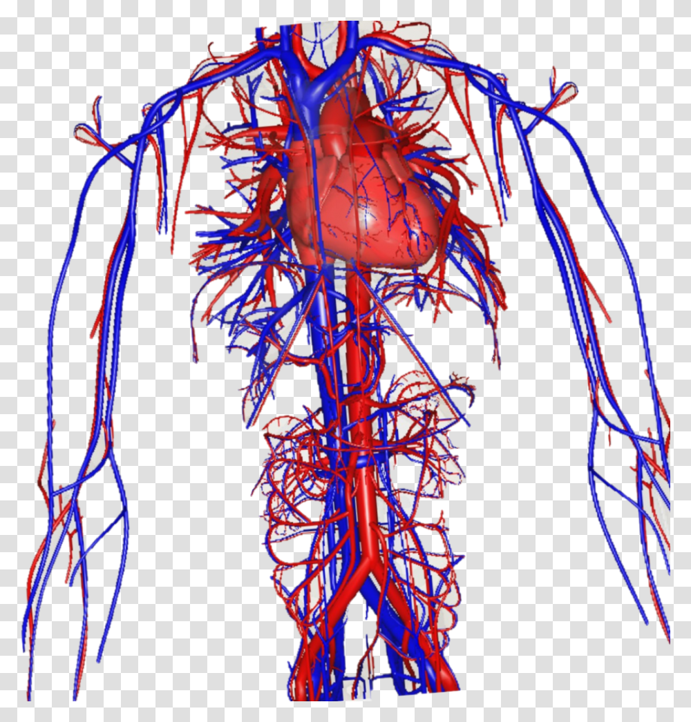 Green Screen Amp Biology Teaching Veins Red And Blue, Animal, Invertebrate Transparent Png