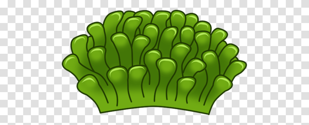 Green Sea Anemone, Plant, Moss, Vegetable, Food Transparent Png