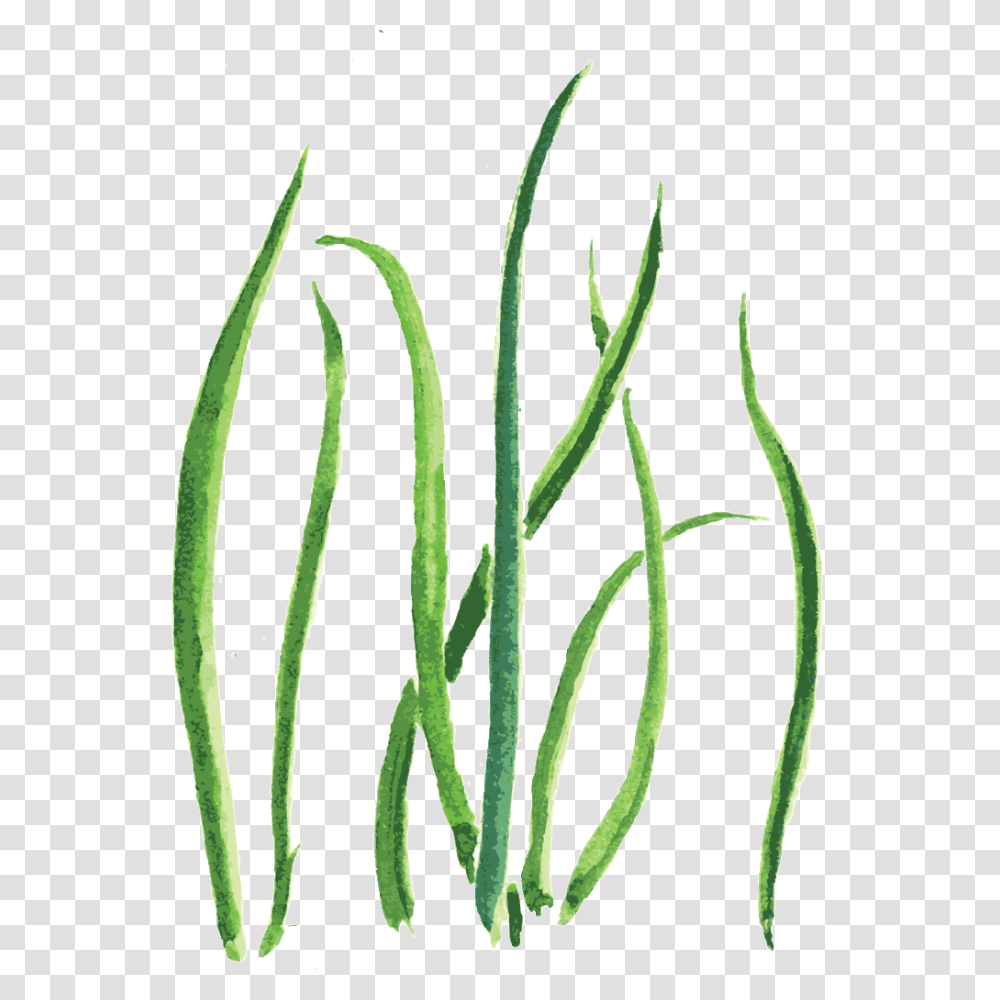 Green Sea Grass Cartoon Free Download Vector, Plant, Food, Produce, Vegetable Transparent Png