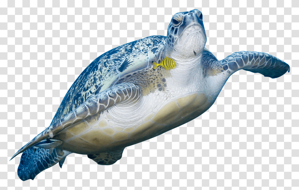 Green Sea Turtle Animal Sea Turtle, Reptile, Sea Life, Tortoise, Bird Transparent Png