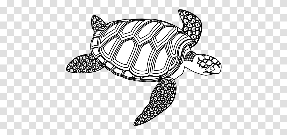 Green Sea Turtle Black White, Tortoise, Reptile, Sea Life, Animal Transparent Png