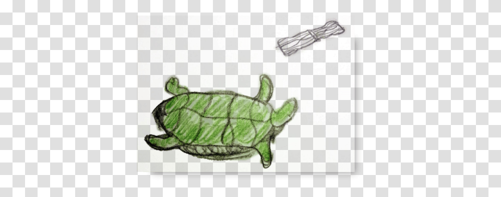 Green Sea Turtle, Reptile, Animal, Sea Life, Tortoise Transparent Png