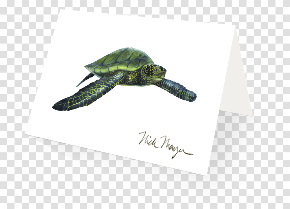 Green Sea Turtle, Reptile, Sea Life, Animal, Tortoise Transparent Png