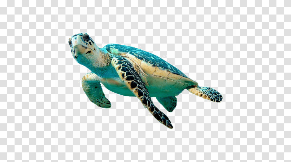 Green Sea Turtles, Reptile, Sea Life, Animal, Tortoise Transparent Png