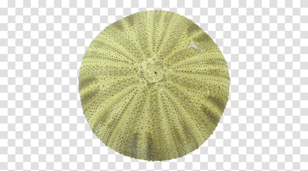 Green Sea Urchin Crochet, Rug, Sea Life, Animal, Invertebrate Transparent Png