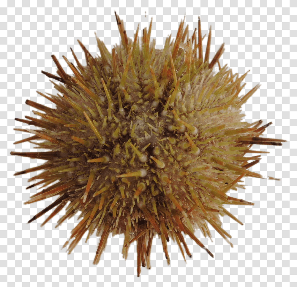 Green Sea Urchin Sea Urchin, Sea Life, Animal, Invertebrate, Pollen Transparent Png