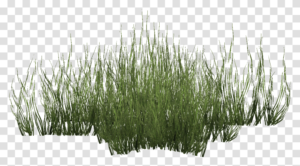Green Seagrass Grass Seagrass, Plant, Vegetation, Moss, Lawn Transparent Png