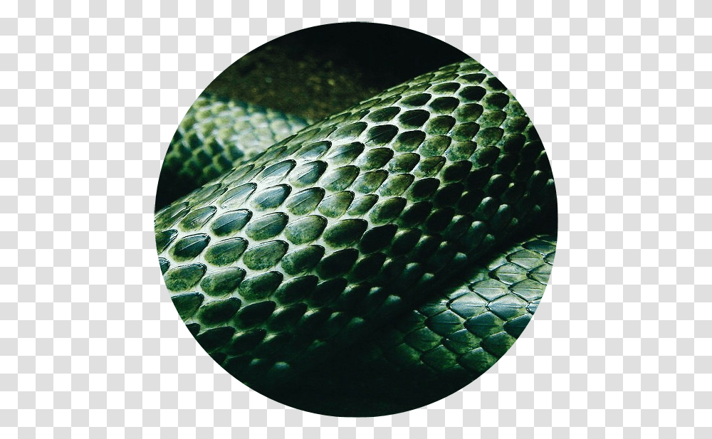 Green Snake Circle Aesthetic Aesthetic Slytherin Snake Transparent Png