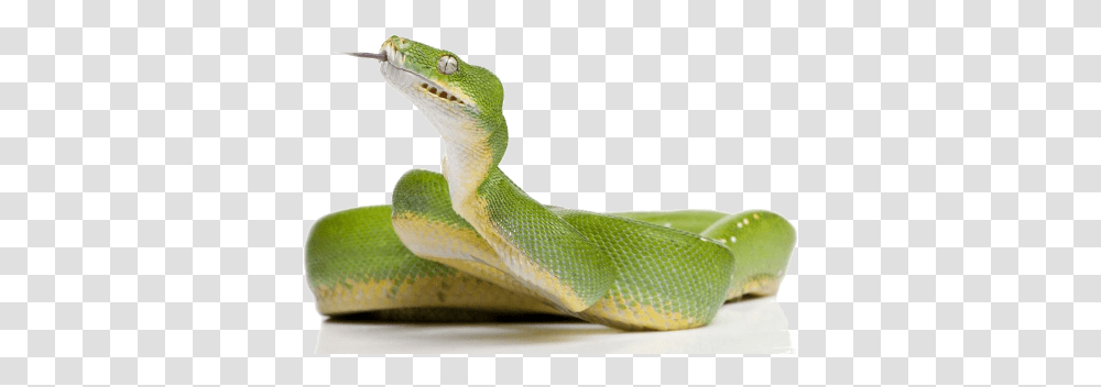 Green Snake Clipart Green Tree Python, Reptile, Animal, Green Lizard Transparent Png