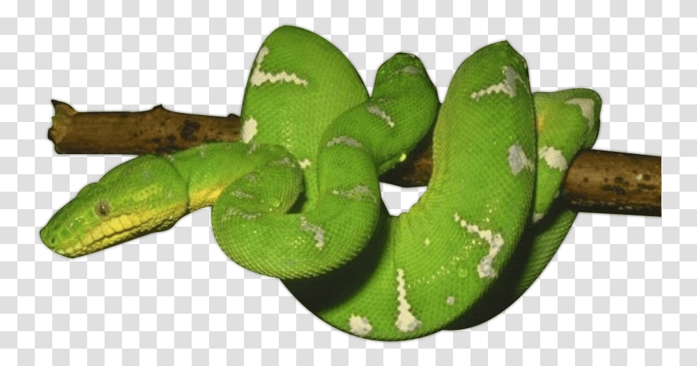 Green Snake Photos Clear Background Green Snake, Reptile, Animal Transparent Png