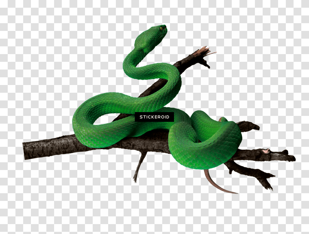 Green Snake Photos, Reptile, Animal Transparent Png