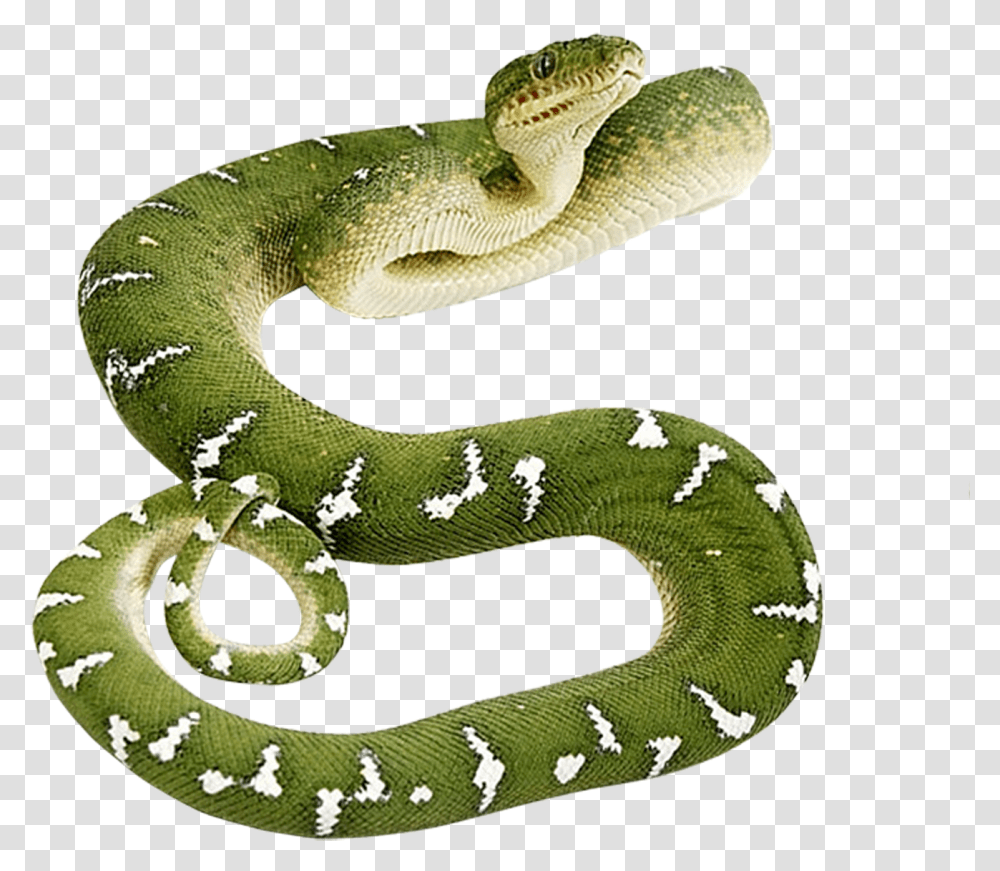 Green Snake, Reptile, Animal, Lizard Transparent Png