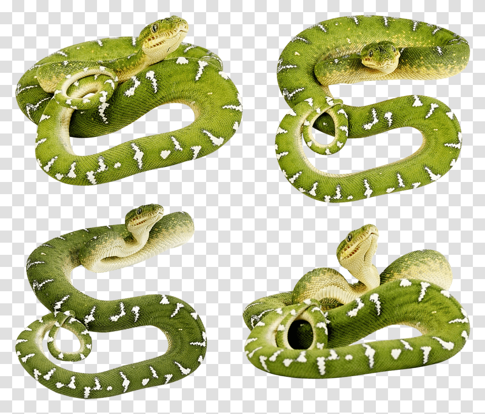 Green Snake Snake No Back Ground, Reptile, Animal Transparent Png