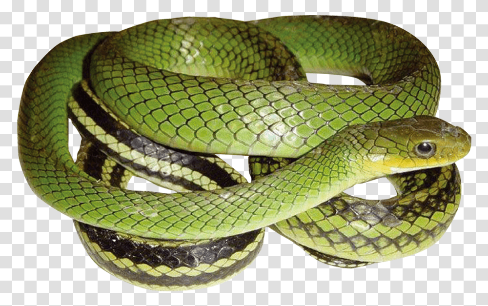 Green Snake With Ptyas Nigromarginata, Reptile, Animal Transparent Png