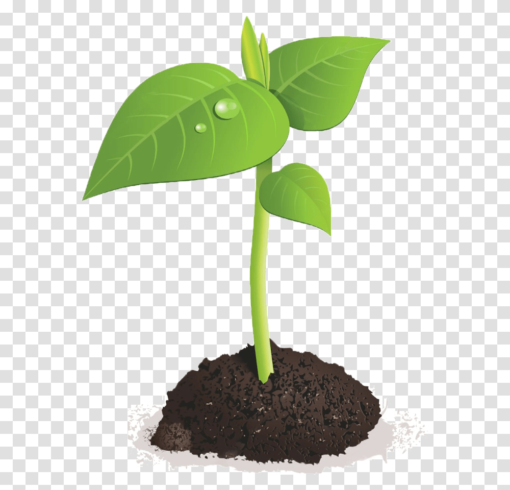 Green Sprout Bean Plant Background, Leaf, Soil Transparent Png